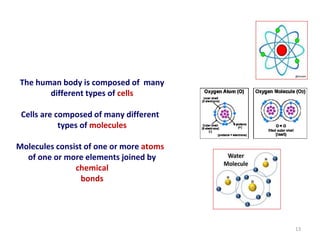 13
The human body is composed of many
different types of cells
Cells are composed of many different
types of molecules
Molecules consist of one or more atoms
of one or more elements joined by
chemical
bonds
 