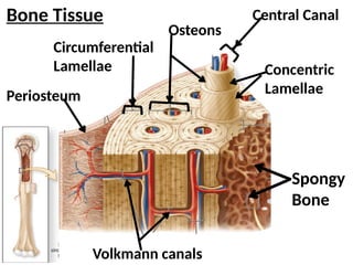 0 Tissue Note.pptx human body tissue note | PPTX