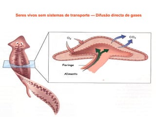 Seres vivos sem sistemas de transporte --- Difusão directa de gases

 