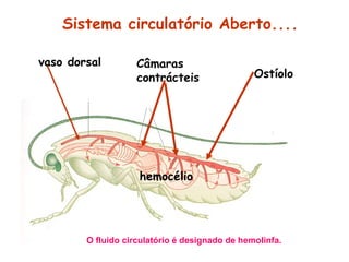 Sistema circulatório Aberto....
vaso dorsal

Câmaras
contrácteis

Ostíolo

hemocélio

O fluido circulatório é designado de hemolinfa.

 
