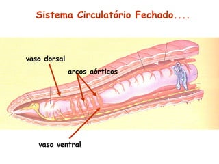 Sistema Circulatório Fechado....

vaso dorsal
arcos aórticos

vaso ventral

 