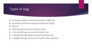 Types of egg
 In the egg cytoplasm reserve food material is called yolk.
 According to yolk amount eggs are divided into 4 types.
 They are
 1.Alecithal egg:No amount of yolk.Ex-Human
 2. Microlecithal egg: Less amount of yolk Ex-Fish
 3. Mesolecithal egg: Moderate amount of yolk Ex-Frog
 4. Megalecithal egg: More amount of yolk Ex-Bird and Insect
 
