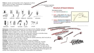 Comprehensive Guide to Insect Antennae Types and Their Characteristics ...