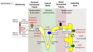 Diuretics , mechanism of action, uses and adverse effects | PPTX