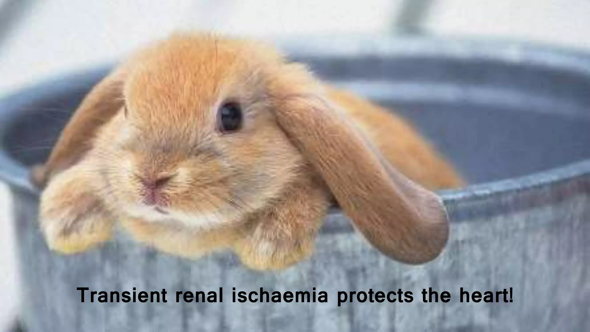 Transient renal ischaemia protects the heart!
 