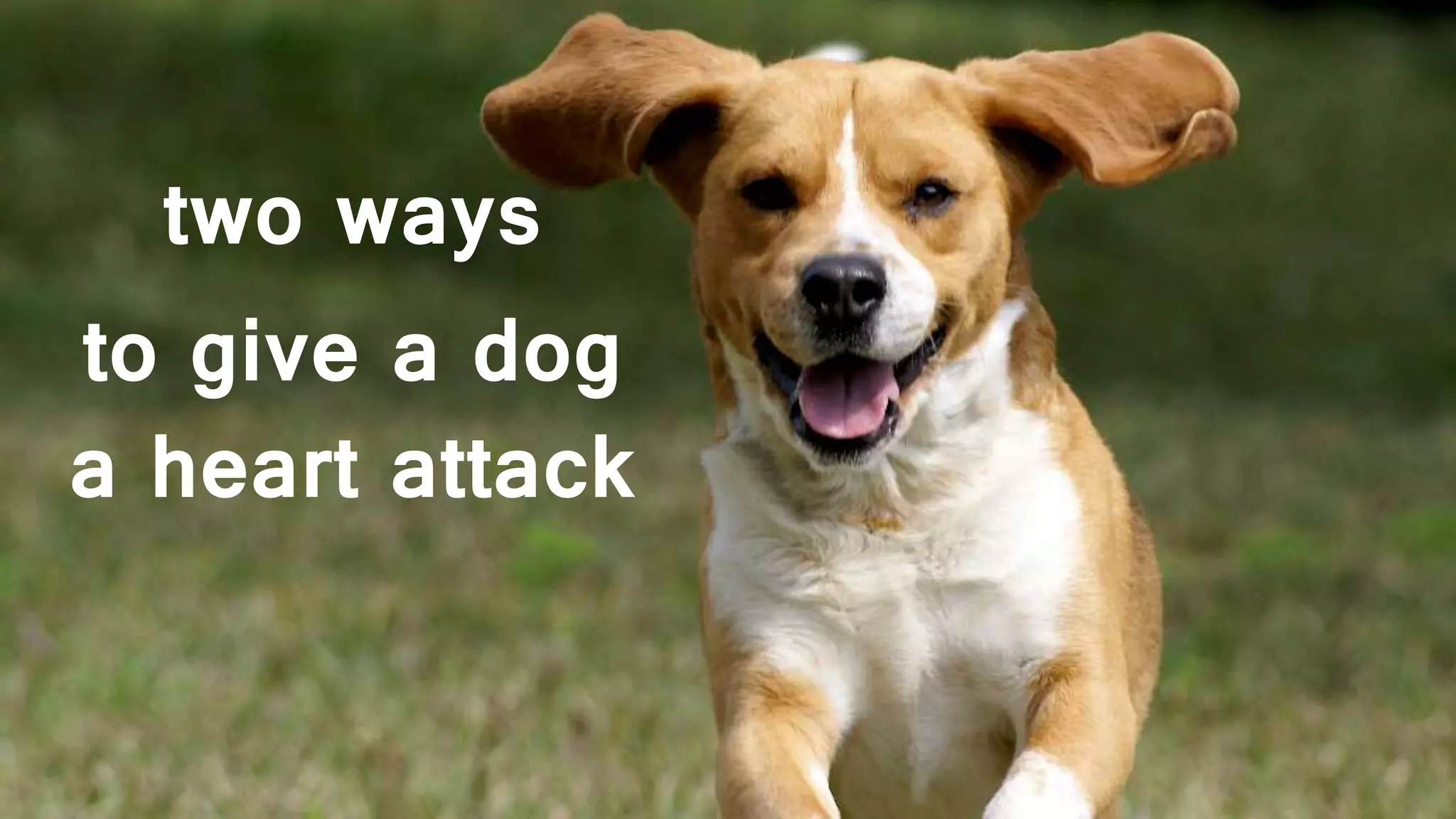 Slide on regional
two ways
to give a dog
a heart attack
 