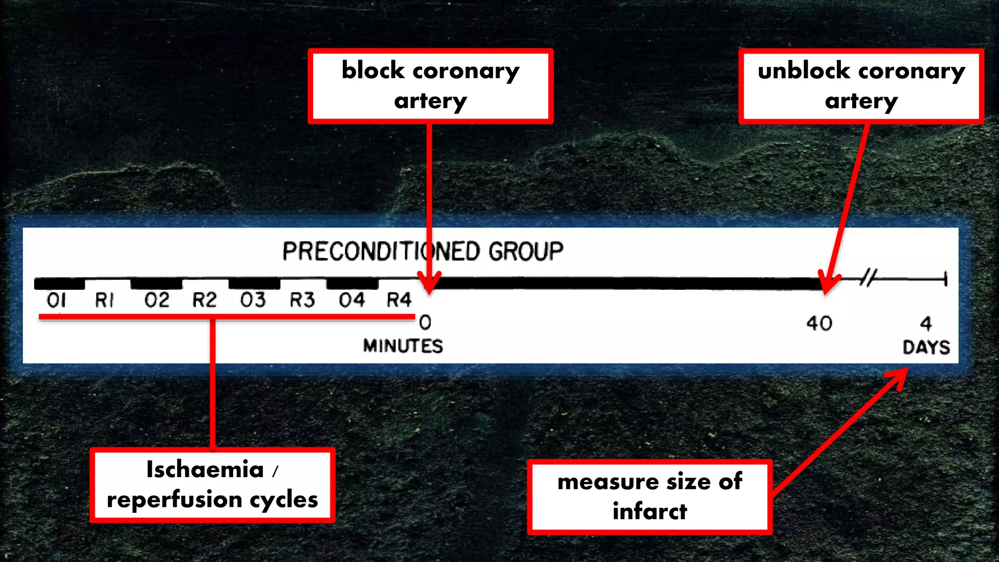 block coronary
artery
unblock coronary
artery
measure size of
infarct
Ischaemia /
reperfusion cycles
 
