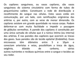 Os capilares sanguíneos, ou vasos capilares, são vasos
sanguíneos do sistema circulatório com forma de tubos de
pequeníssimo calibre. Constituem a rede de distribuição e
recolhimento do sangue nas células. Estes vasos estão em
comunicação, por um lado, com ramificações originárias das
artérias e, por outro, com as veias de menor dimensão. Os
capilares existem em grande quantidade no nosso corpo. Podem
deformar-se com muita facilidade e impedir a passagem
de glóbulos vermelhos. A parede dos capilares é constituída por
uma única camada de células que é a túnica íntima (ou interna)
das artérias. É nas paredes dos capilares que ocorrem as trocas
dos gases. Suas paredes são de tecido epitelial (Endotélio). Esses
microvasos têm diâmetro entre 5 e 10μm e
conectam arteríolas e veias, possibilitam a troca de água,
oxigênio, dióxido de carbono, vários
outros nutrientes e resíduos químicos entre o sangue e tecidos ao
seu redor.
 