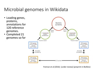 Microbial genomes in Wikidata
• Loading genes,
proteins,
annotations for
120 reference
genomes.
• Completed 21
genomes so far
Putman et al (2016) (under review) (preprint in BioRxiv)
 