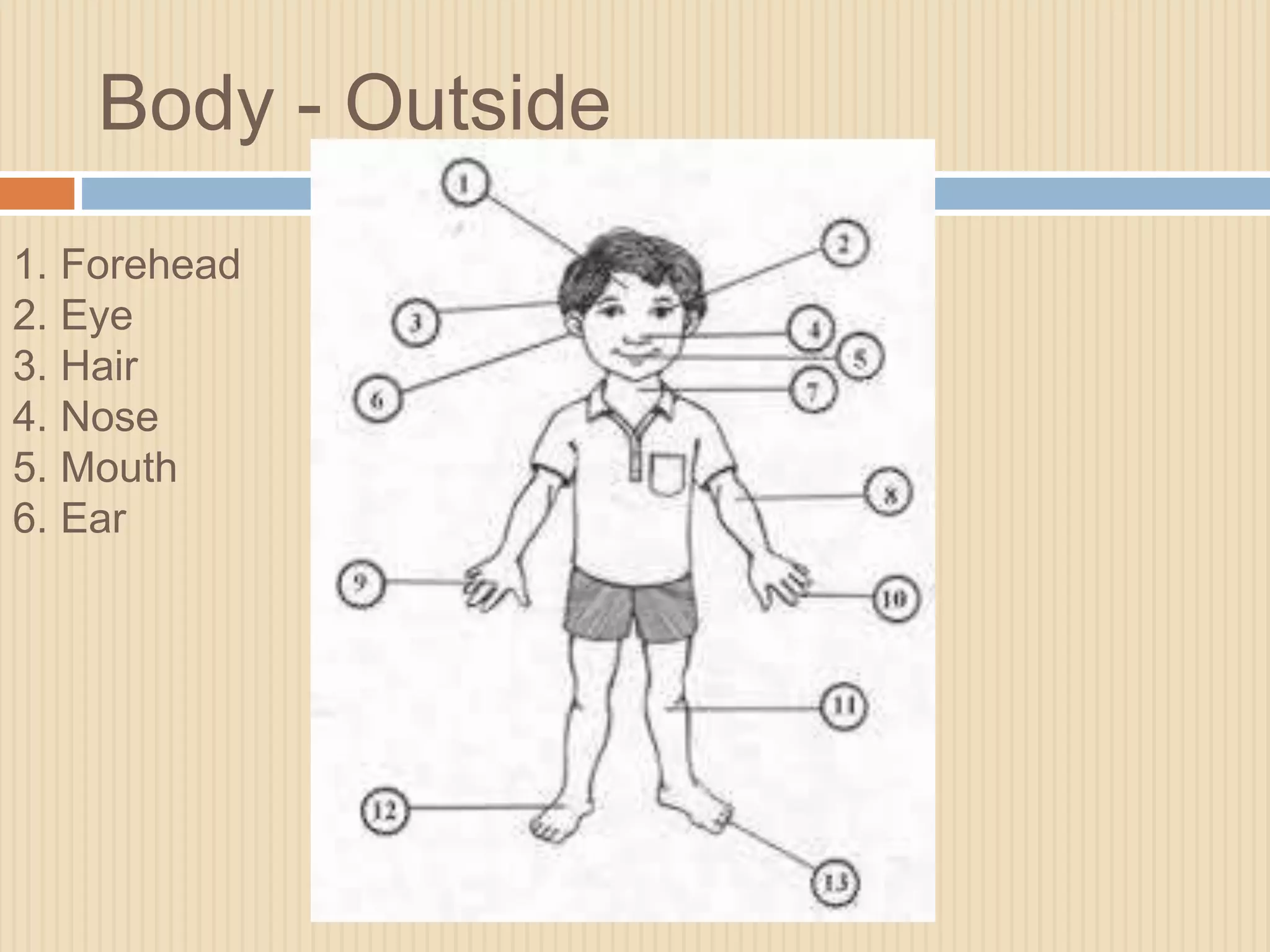 Body - Outside 
1. Forehead 
2. Eye 
3. Hair 
4. Nose 
5. Mouth 
6. Ear 
 