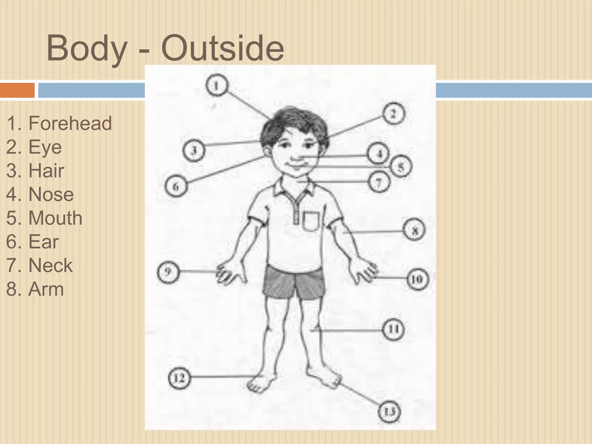 Body - Outside 
1. Forehead 
2. Eye 
3. Hair 
4. Nose 
5. Mouth 
6. Ear 
7. Neck 
8. Arm 
 