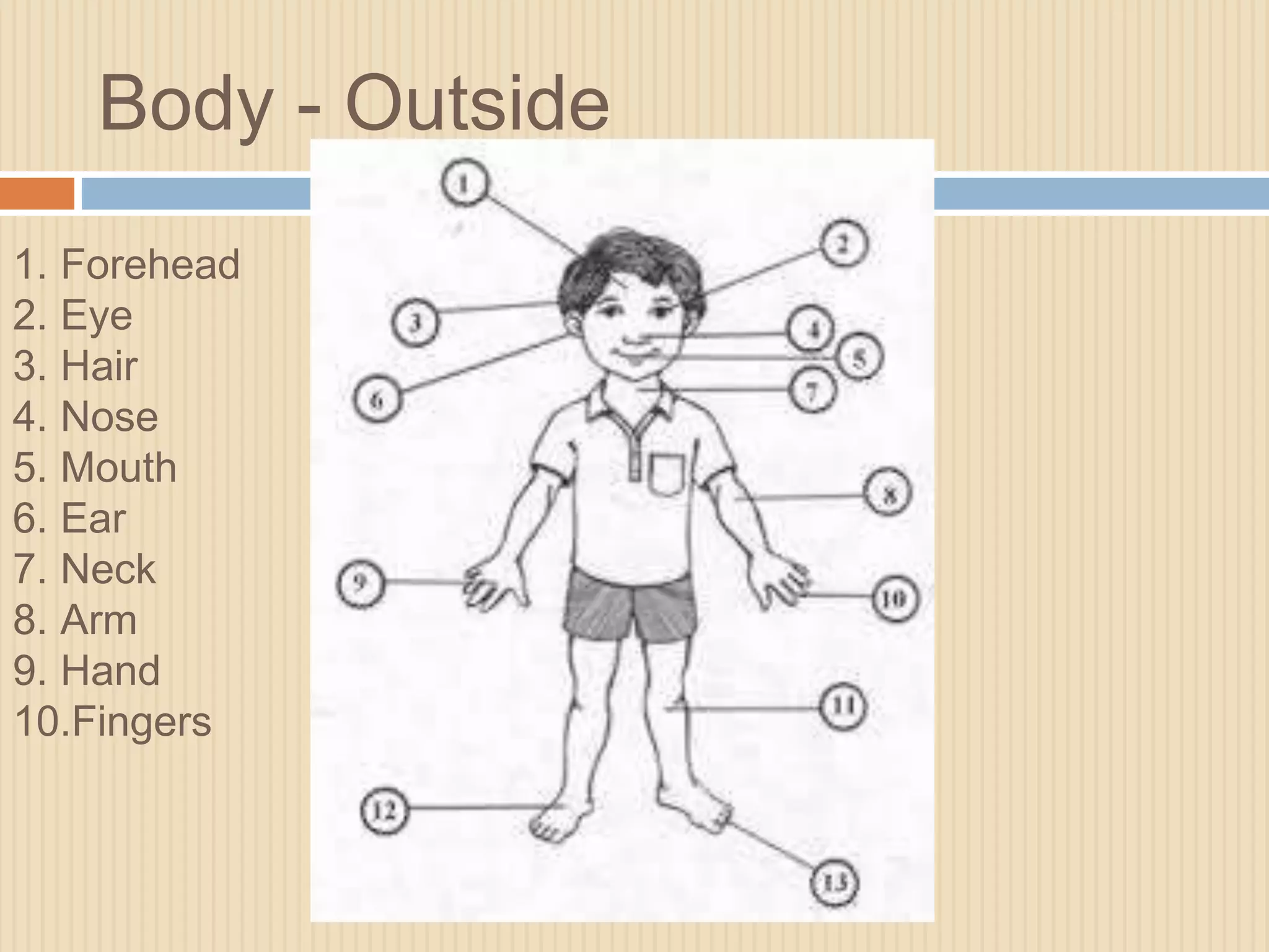 Body - Outside 
1. Forehead 
2. Eye 
3. Hair 
4. Nose 
5. Mouth 
6. Ear 
7. Neck 
8. Arm 
9. Hand 
10.Fingers 
 