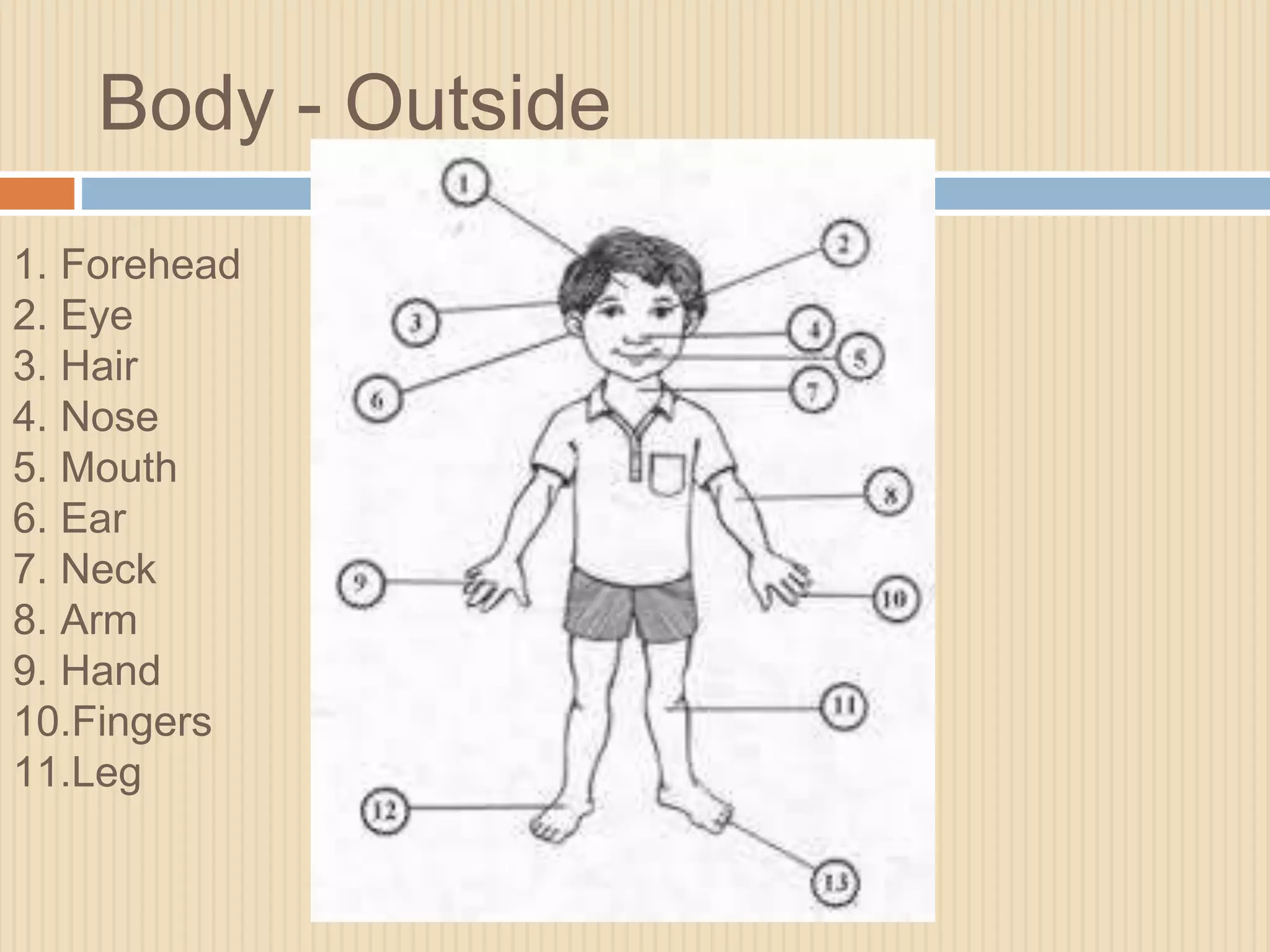Body - Outside 
1. Forehead 
2. Eye 
3. Hair 
4. Nose 
5. Mouth 
6. Ear 
7. Neck 
8. Arm 
9. Hand 
10.Fingers 
11.Leg 
 