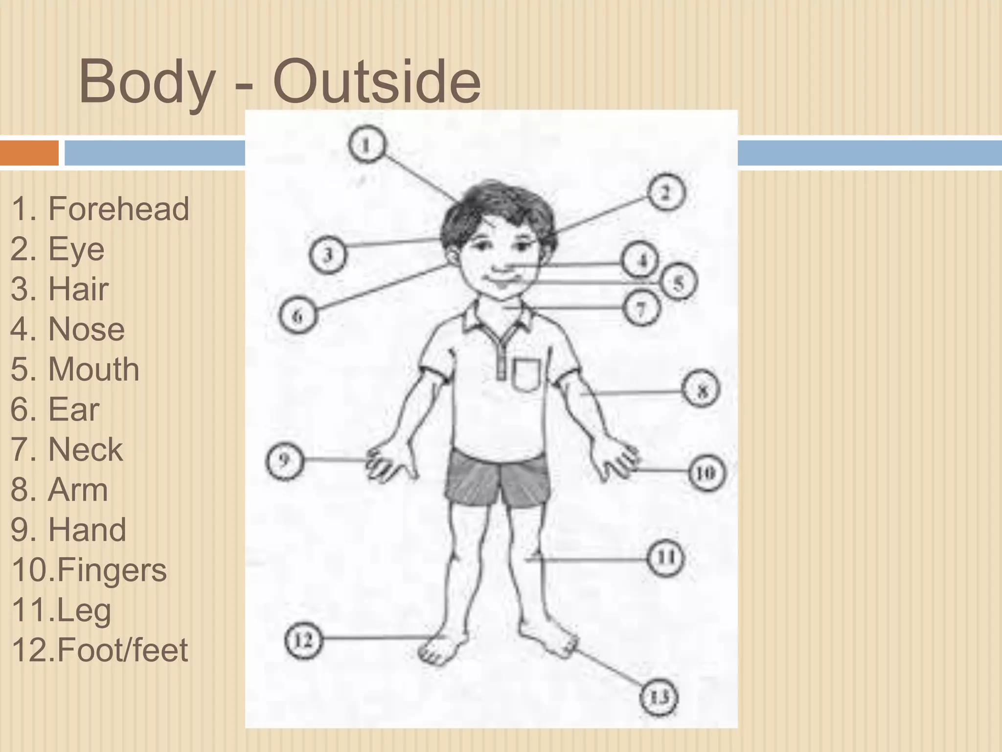 Body - Outside 
1. Forehead 
2. Eye 
3. Hair 
4. Nose 
5. Mouth 
6. Ear 
7. Neck 
8. Arm 
9. Hand 
10.Fingers 
11.Leg 
12.Foot/feet 
 