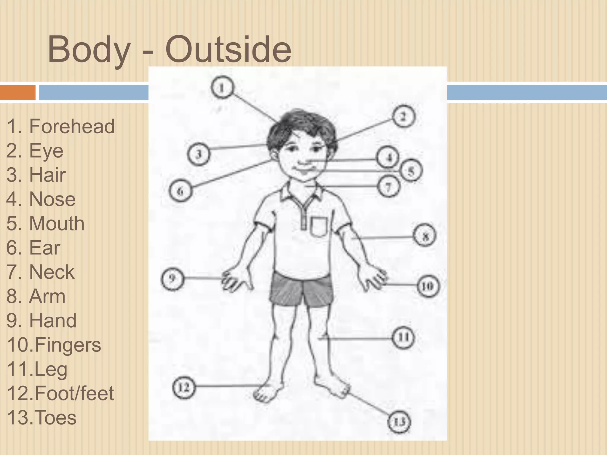 Body - Outside 
1. Forehead 
2. Eye 
3. Hair 
4. Nose 
5. Mouth 
6. Ear 
7. Neck 
8. Arm 
9. Hand 
10.Fingers 
11.Leg 
12.Foot/feet 
13.Toes 
 
