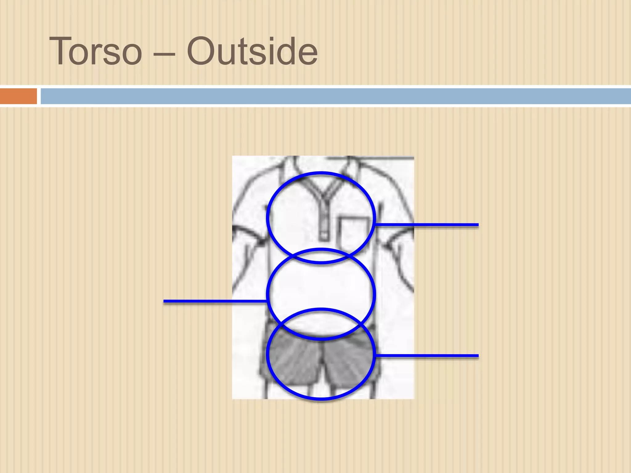 Torso – Outside 
 
