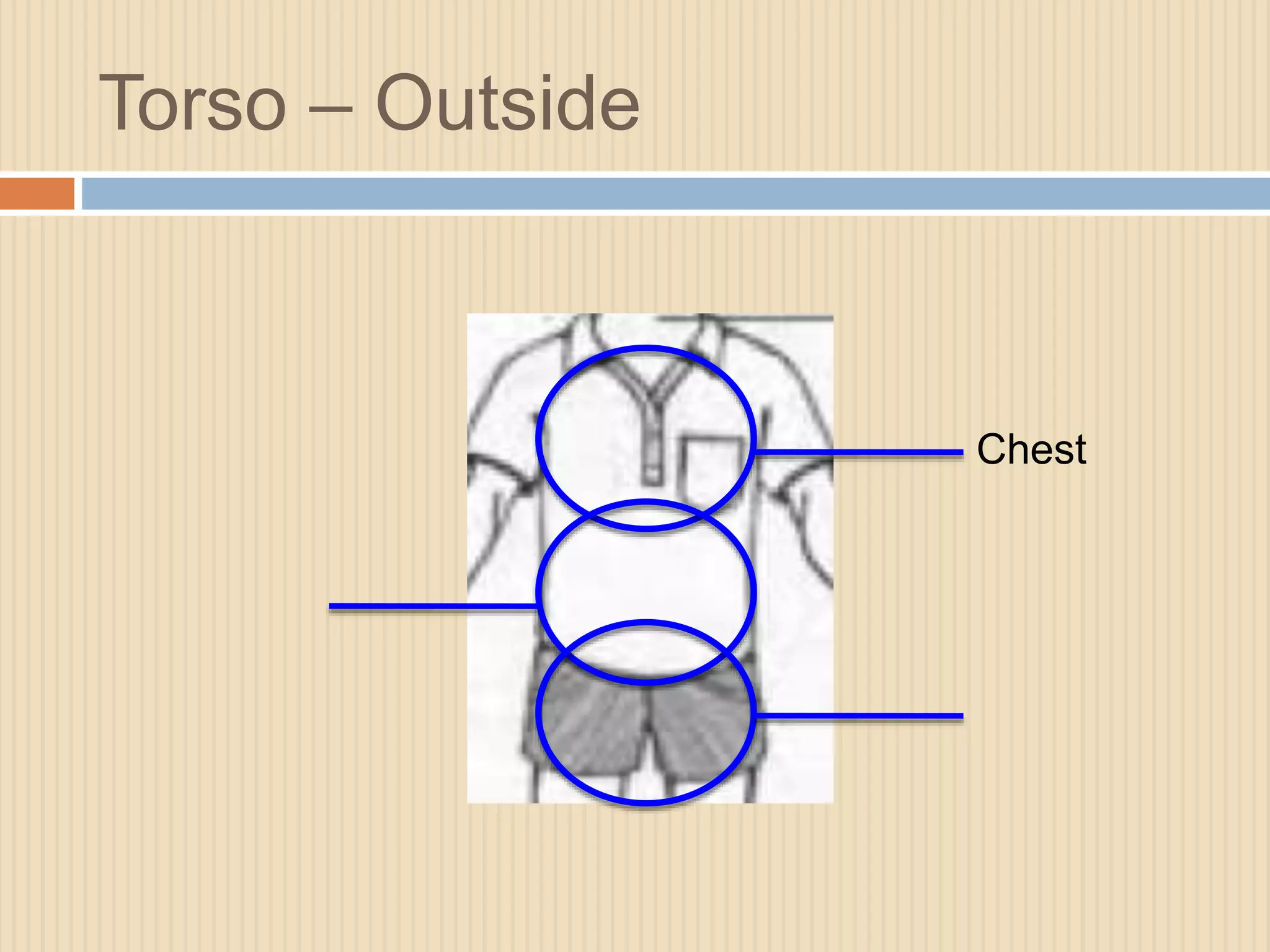 Torso – Outside 
Chest 
 
