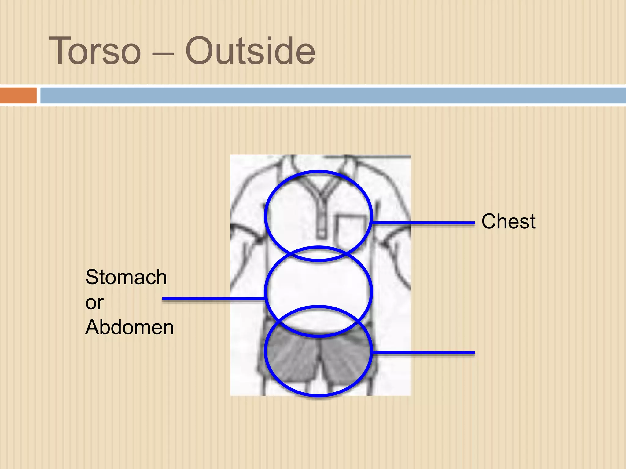 Torso – Outside 
Chest 
Stomach 
or 
Abdomen 
 