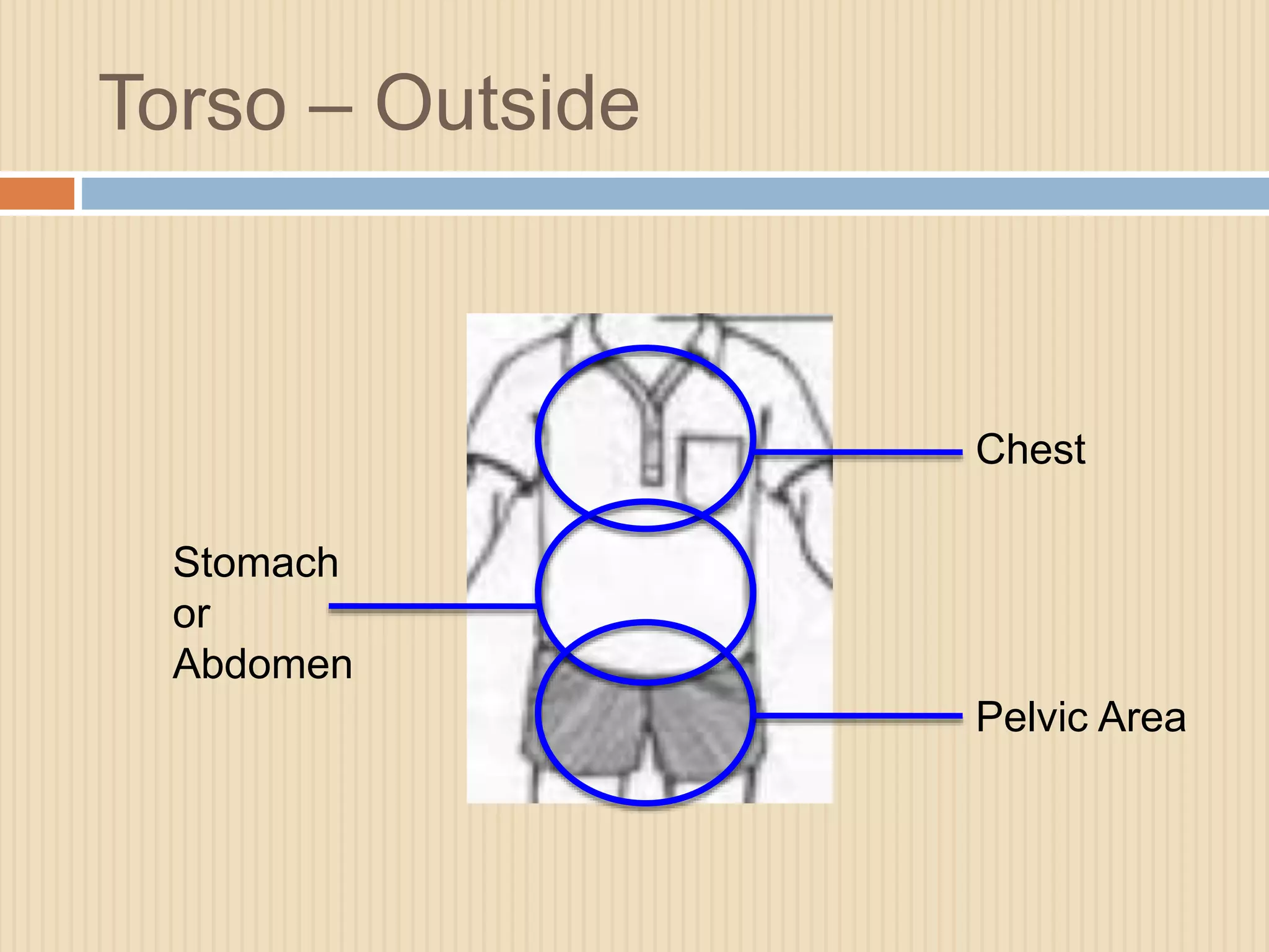 Torso – Outside 
Chest 
Stomach 
or 
Abdomen 
Pelvic Area 
 
