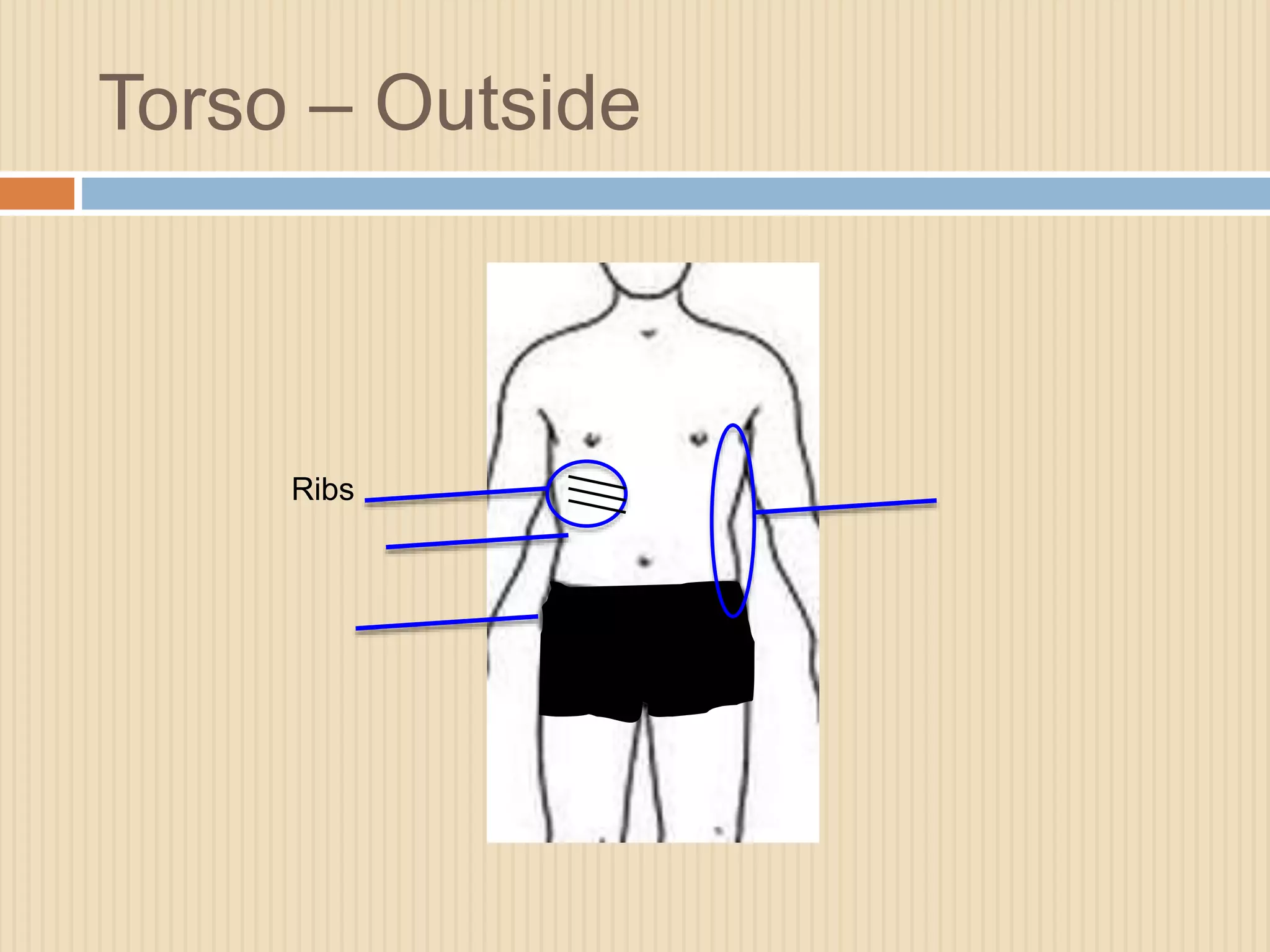 Torso – Outside 
Ribs 
 