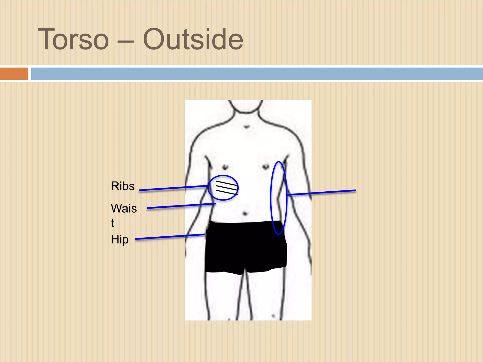 Torso – Outside 
Ribs 
Wais 
t 
Hip 
 