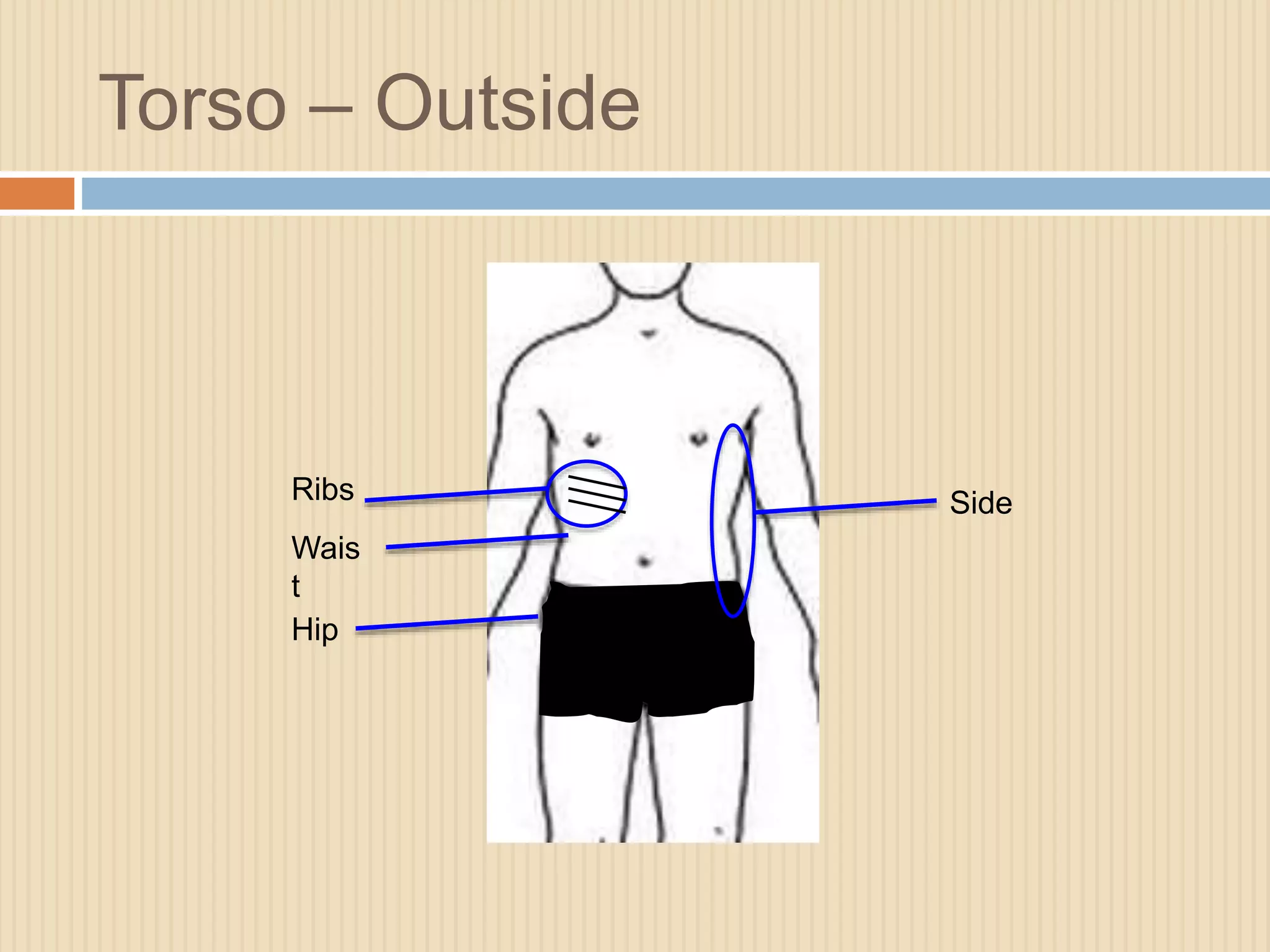 Torso – Outside 
Ribs 
Wais 
t 
Hip 
Side 
 