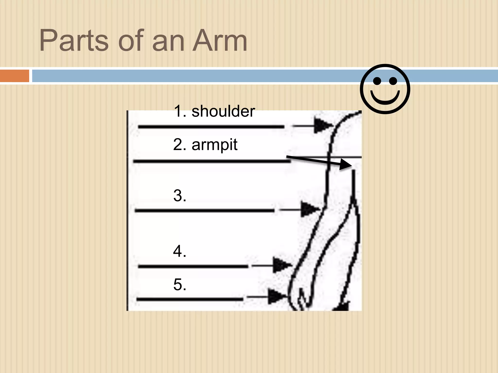 Parts of an Arm 
1. shoulder 
2. armpit 
3. 
4. 
5. 
 
 