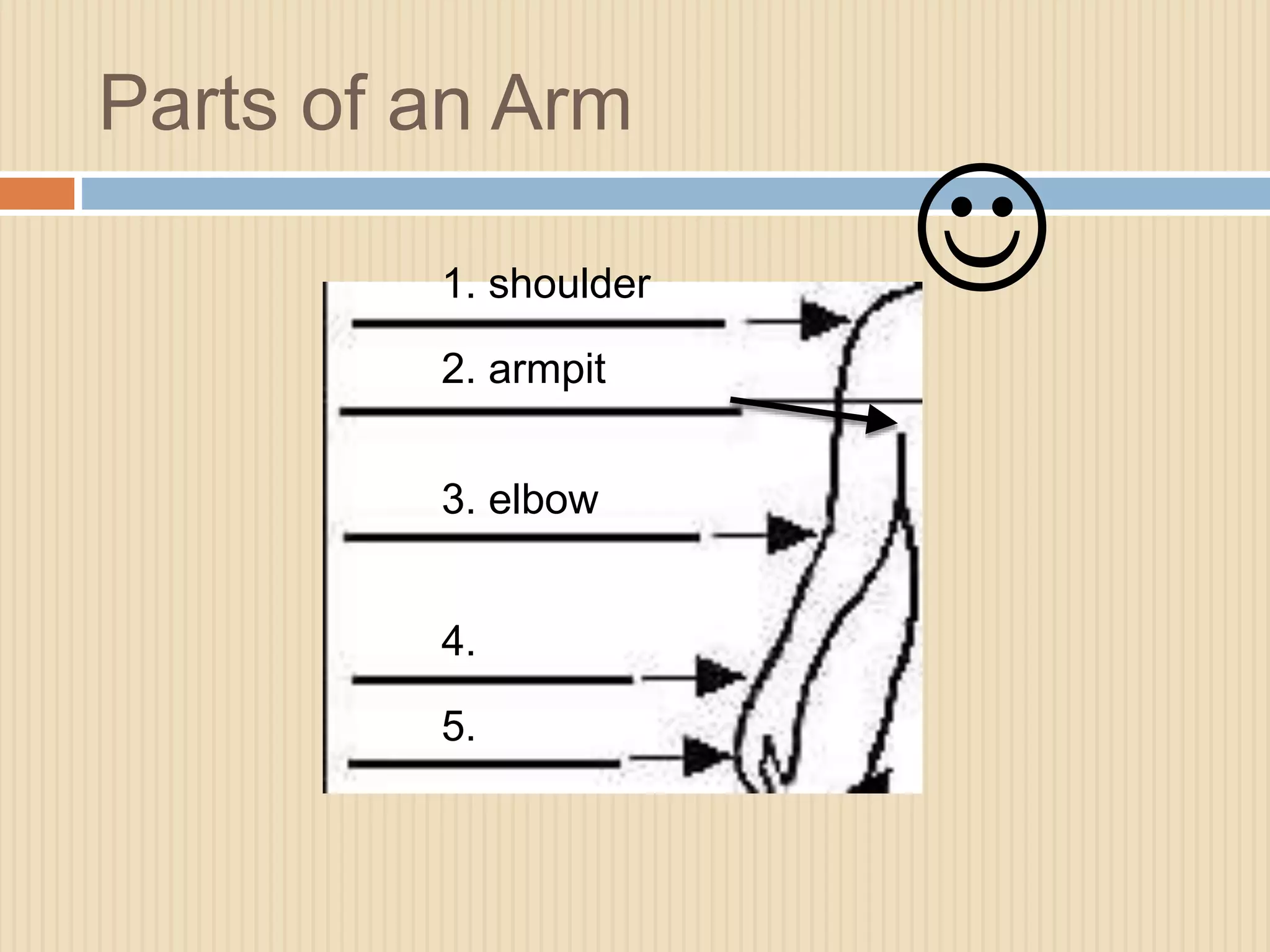 Parts of an Arm 
1. shoulder 
2. armpit 
3. elbow 
4. 
5. 
 
 