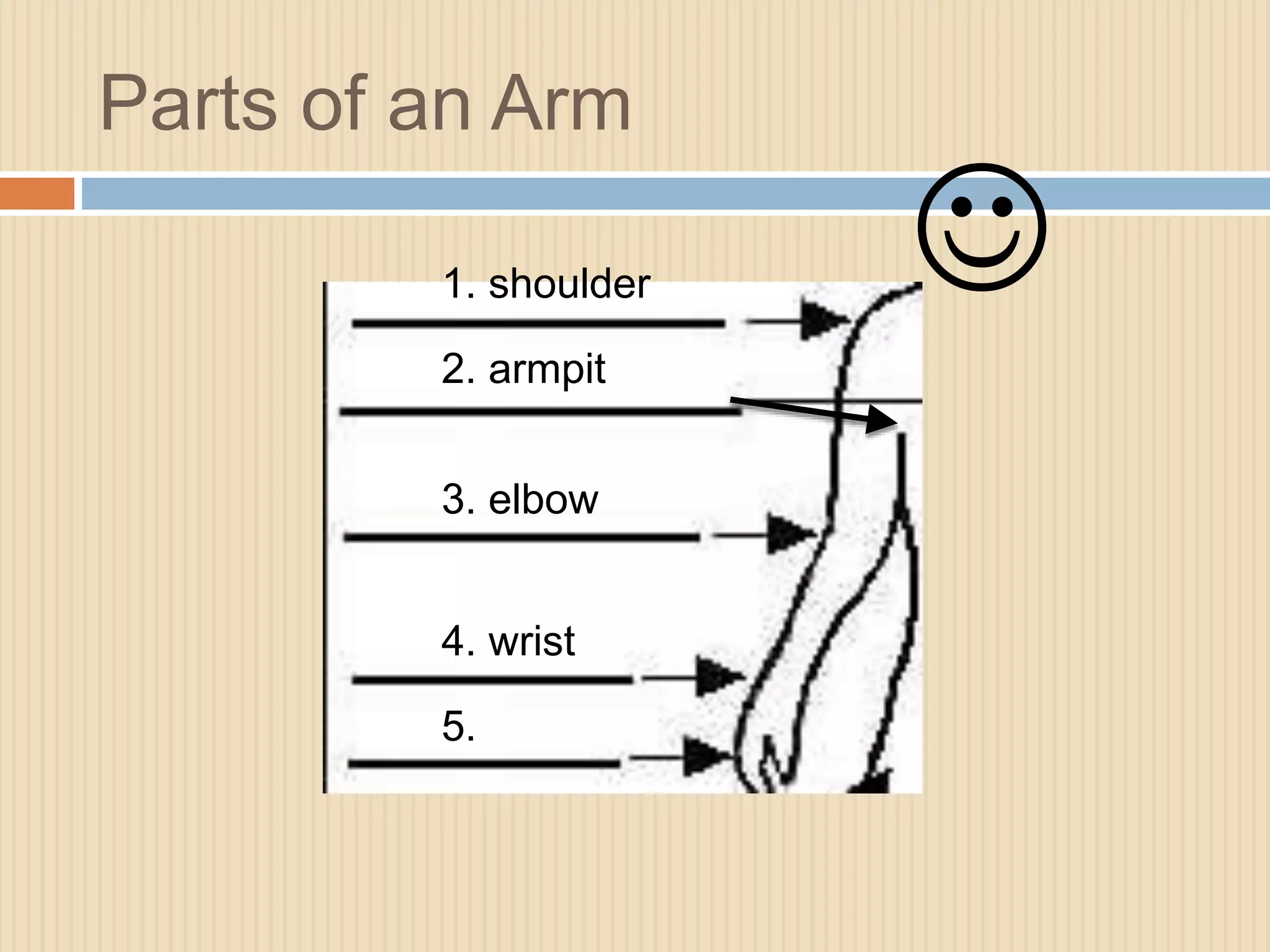 Parts of an Arm 
1. shoulder 
2. armpit 
3. elbow 
4. wrist 
5. 
 
 