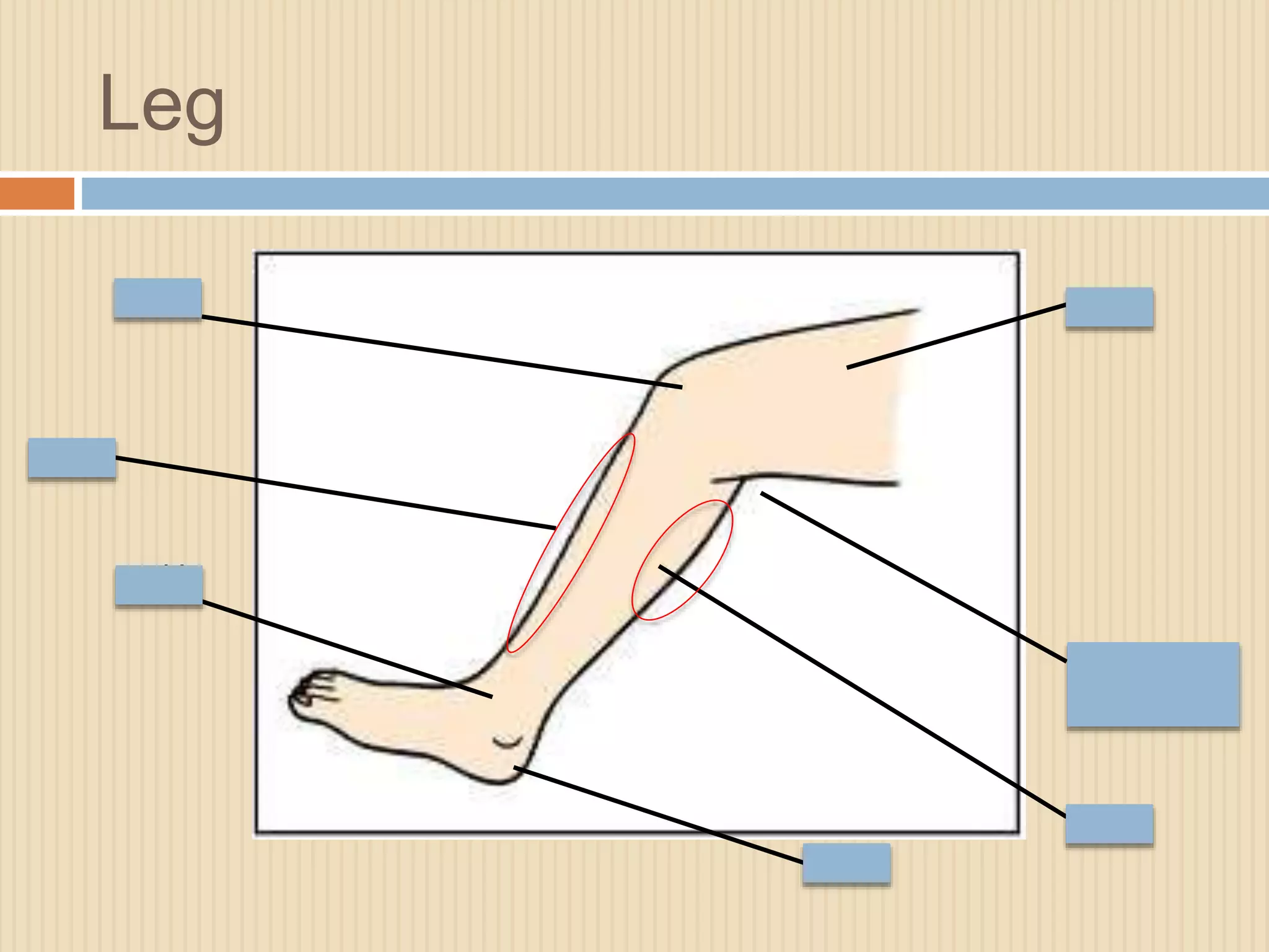 Leg 
knee thigh 
back of the 
knee 
shin 
ankle 
heel 
calf 
 