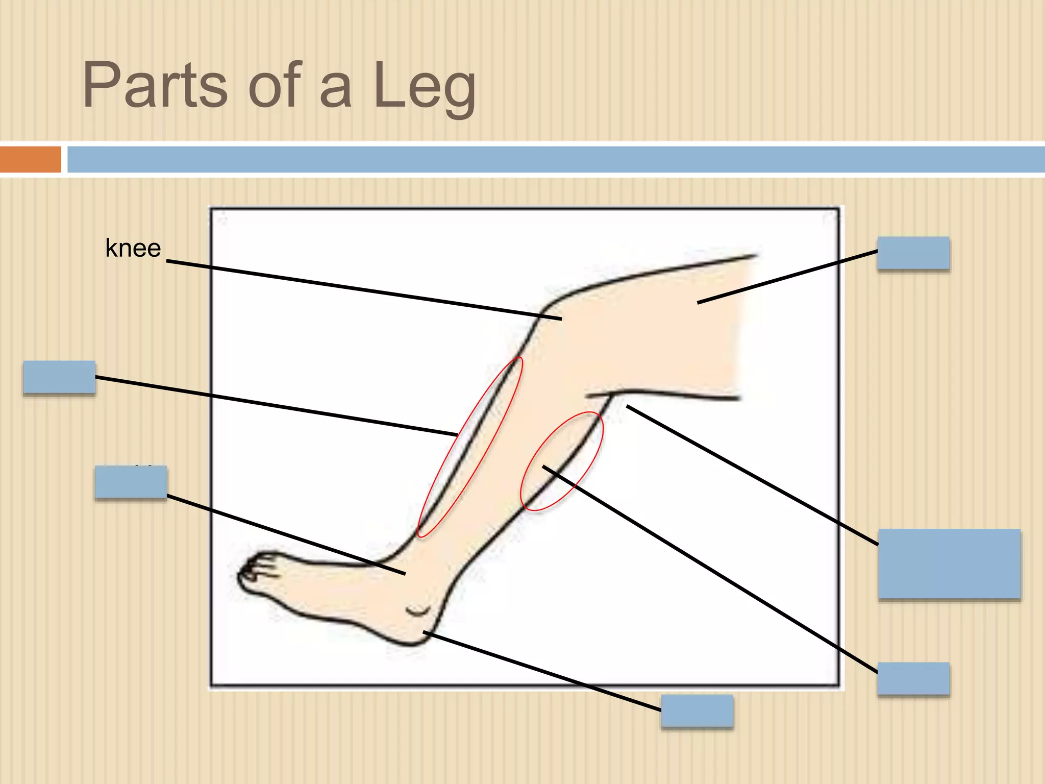 Parts of a Leg 
knee thigh 
back of the 
knee 
shin 
ankle 
heel 
calf 
 