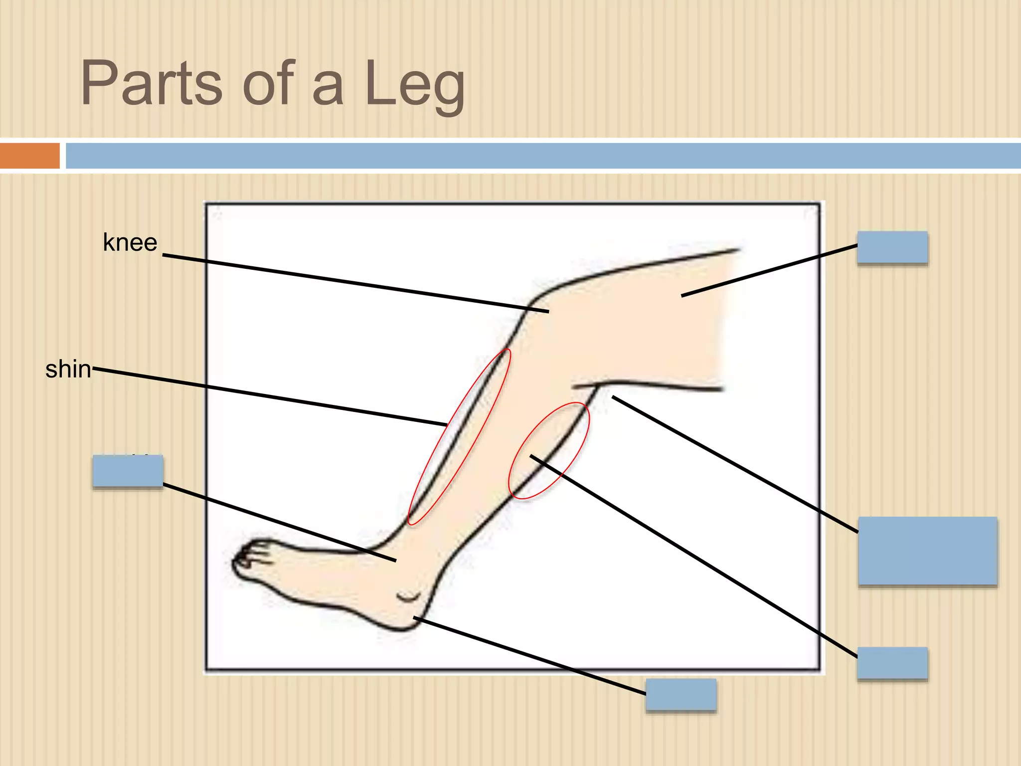 Parts of a Leg 
knee thigh 
back of the 
knee 
shin 
ankle 
heel 
calf 
 