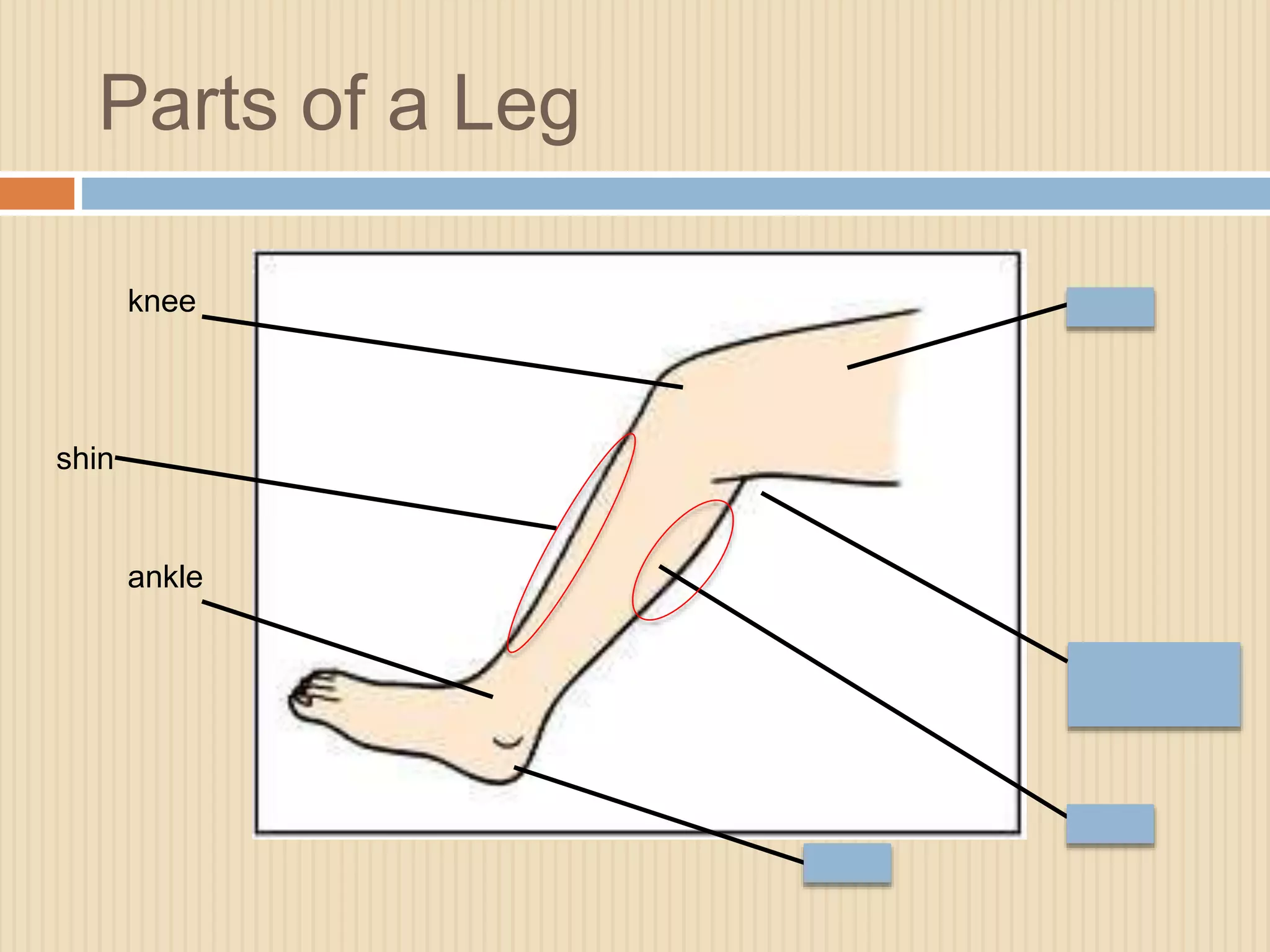 Parts of a Leg 
knee thigh 
back of the 
knee 
shin 
ankle 
heel 
calf 
 