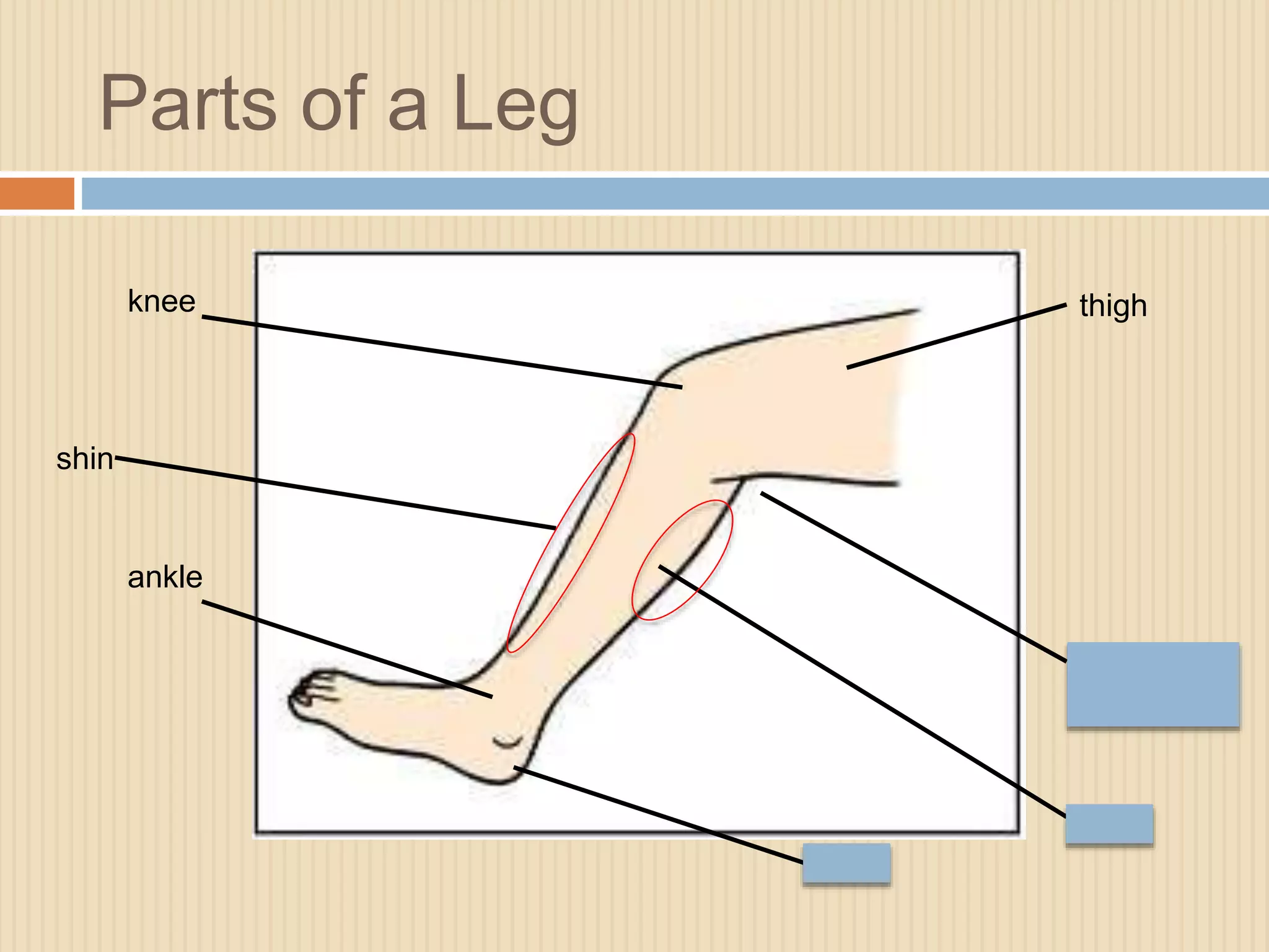 Parts of a Leg 
knee thigh 
back of the 
knee 
shin 
ankle 
heel 
calf 
 