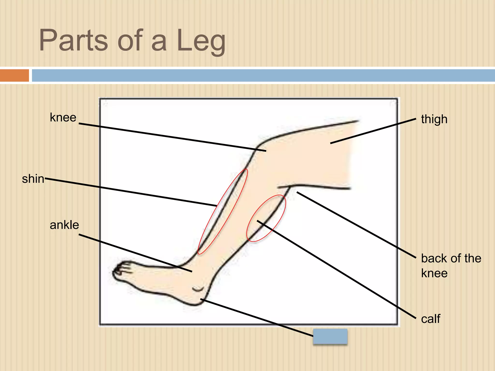 Parts of a Leg 
knee thigh 
back of the 
knee 
shin 
ankle 
heel 
calf 
 