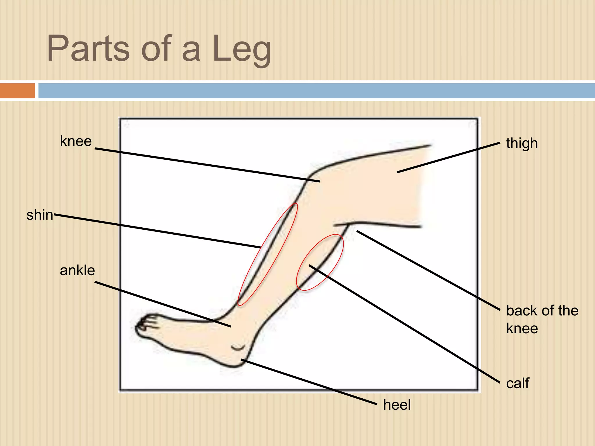 Parts of a Leg 
knee thigh 
back of the 
knee 
shin 
ankle 
heel 
calf 
 
