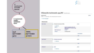 C.
trachomatis
Q131065
species
trpA
Q21153861
gene
TRPA
Q21153984
protein
C. trachomatis
434/BU
Q20800254
strain
 