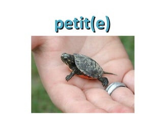 petit(e)petit(e)
 