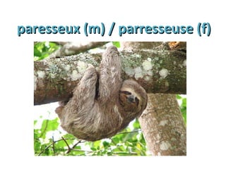 paresseux (m) / parresseuse (f)paresseux (m) / parresseuse (f)
 