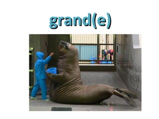 grand(e)grand(e)
 