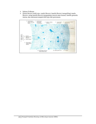 10 Petunjuk Praktikum Histologi  Mikroskopi Anatomi (HMA)
 Saluran Volkman.
 Sistem Haversi terdiri atas: canalis Haversi, lamella Haversi (mengelilingi canalis
Haversi, setiap lamella Haversi mengandung osteosit antar lacuna), lamella generalis
interna, dan endosteum tampak lebih tipis dari periosteum.
 