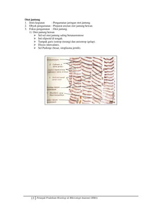 13 Petunjuk Praktikum Histologi  Mikroskopi Anatomi (HMA)
Otot jantung
1. Jenis kegiatan : Pengamatan jaringan otot jantung.
2. Obyek pengamatan : Preparat awetan otot jantung hewan.
3. Fokus pengamatan : Otot jantung.
1) Otot jantung hewan
 Sel-sel otot jantung saling beranastomose
 Inti elipsoid di tengah.
 Tampak garis isotrop (terang) dan anisotrop (gelap).
 Discus intercalates.
 Sel Purkinje (besar, sitoplasma jernih).
 