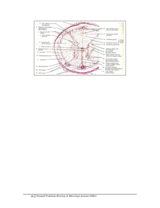 16 Petunjuk Praktikum Histologi  Mikroskopi Anatomi (HMA)
 