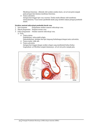 18 Petunjuk Praktikum Histologi  Mikroskopi Anatomi (HMA)
Membrana fenestrata - dibentuk oleh serabut-serabut elastis, sel-sel otot polos tampak
pada jaringan ikat diantara membrana fenestrata.
 Tunica adventitia
Jaringan ikat longgar tipis vasa vasorum. Tunika media dibatasi oleh membrana
elasticaeksterna. Vasavsorum (pembuluh darah yang memberi makan jaringan pembuluh
darah).
Struktur anatomi mikroskopi pembuluh darah vena
1. Jenis kegiatan : Pengamatan struktur anatomi mikroskopi vena.
2. Obyek pengamatan : Preparat awetan vena.
3. Fokus pengamatan : Struktur anatomi mikroskopi vena.
2) Vena
 Tunica intima
Endothelium: selnya pipih selapis.
Subendothelium: jaringan ikat tipis langsung berhubungan dengan tunica adventitia.
 Tunica media: tidak ada.
 Tunica adventitia
Jaringan ikat longgar dengan serabut colagen yang membentuk berkas-berkas
longitudinal, sel fibroblast tampak diantaranya. sel-sel otot polos tampak pula.
 