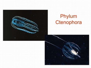 Phylum
Ctenophora
 