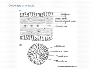 Colloblasts Example CTENOPHORA-CTENOPHORA-CTENOPHORA-CTENOPHORA.ppt