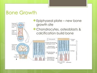 Biochemistry of bone formation and degradation | PPT