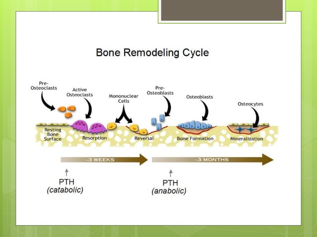 Biochemistry of bone formation and degradation | PPT