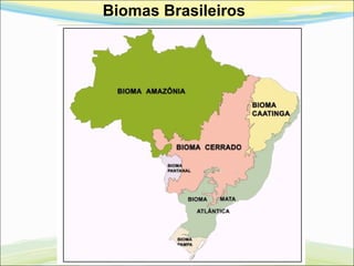 Biomas Brasileiros
 