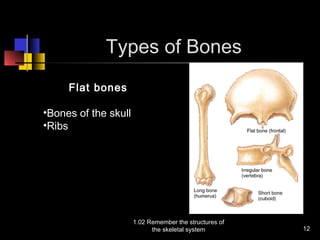 1.02 remember the_structures_of_the_skeletal_system | PPT